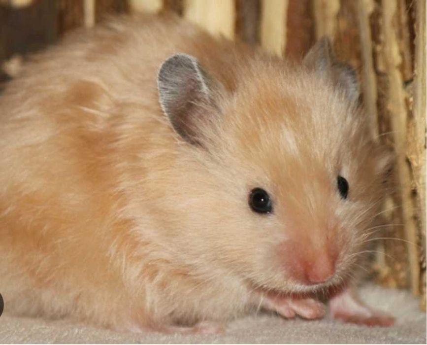 Хомячки сирийские