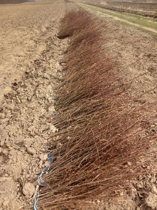 Puieți de salcâm tei mesteacăn frasin Paltin