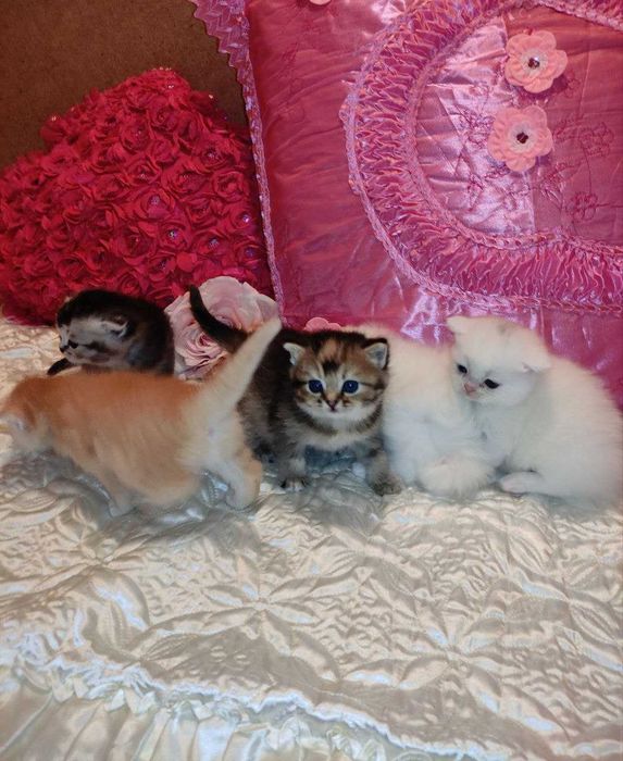 Бронируются котята