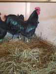Pui australorp negru