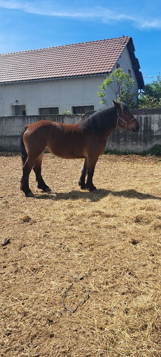 Iapa singe rece unguresc dangalizata