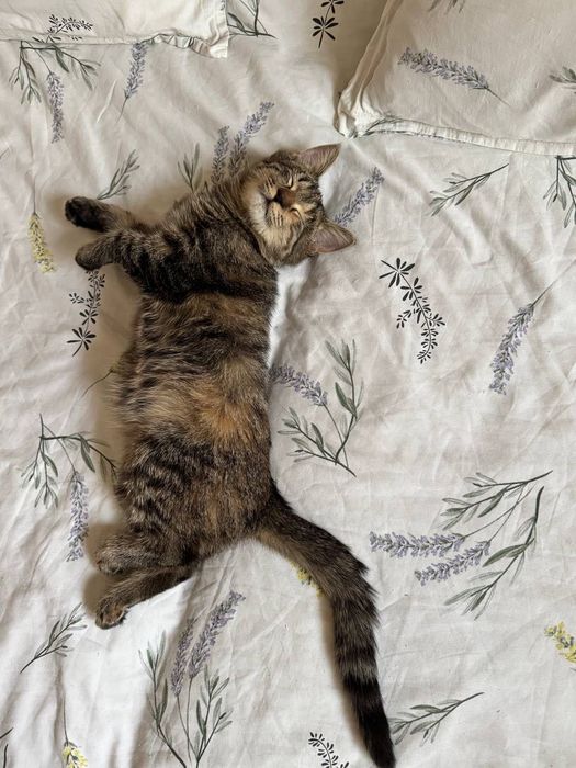 Котёнок девочка бесплатно