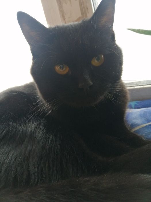 Срочно!Кота в добрые руки!