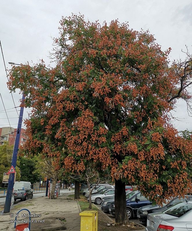 Китайски Мехурник