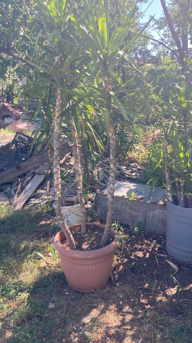 Planta de apartament Yuka, diverse marimi