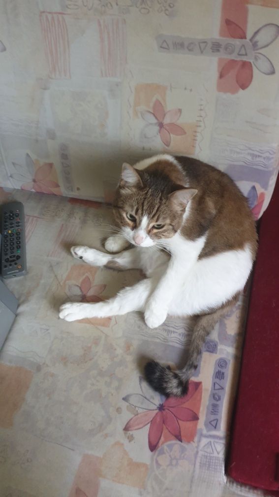 Îngrijesc Animale La Domiciliu Dumneavoastră