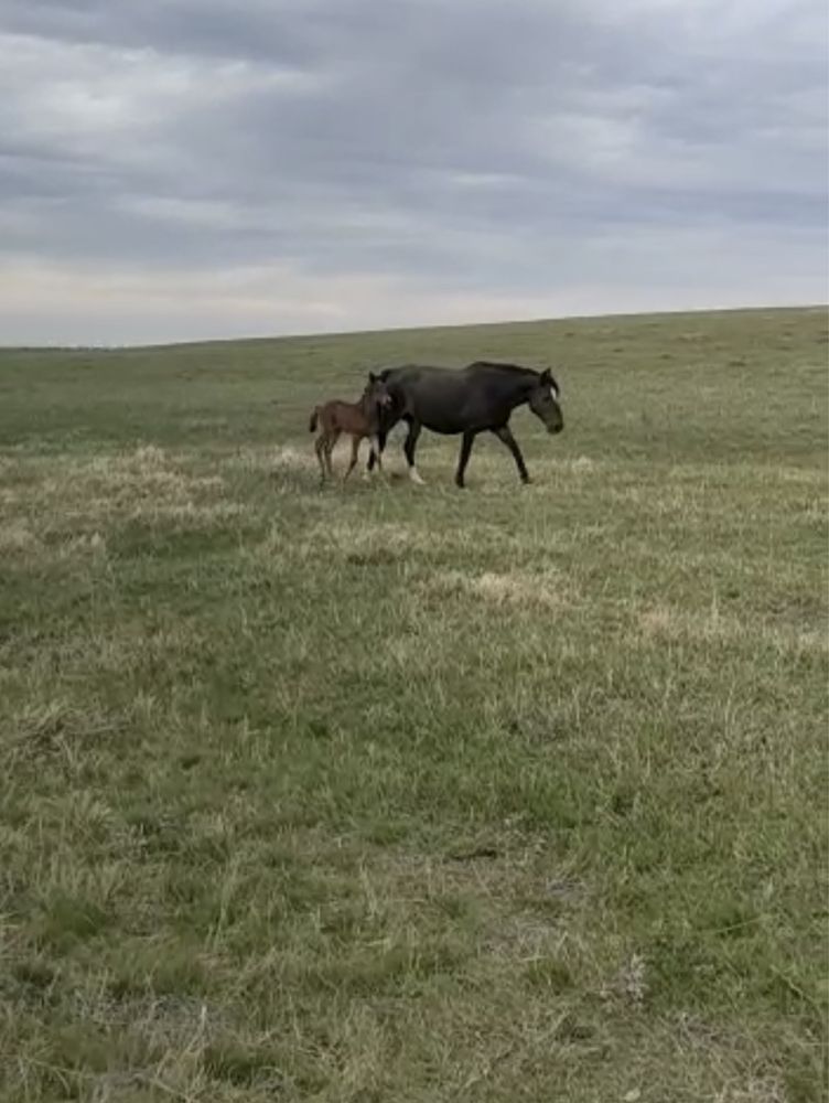 Продам кобыл с жеребцами