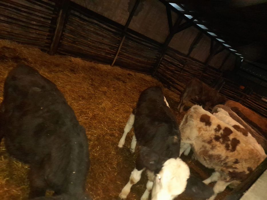 Vând viței înțărcați