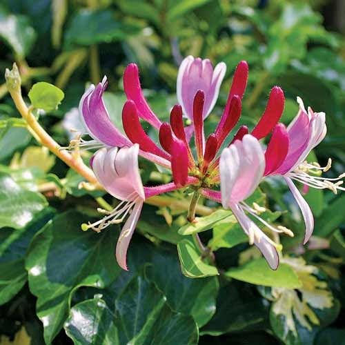 Mâna Maicii Domnului