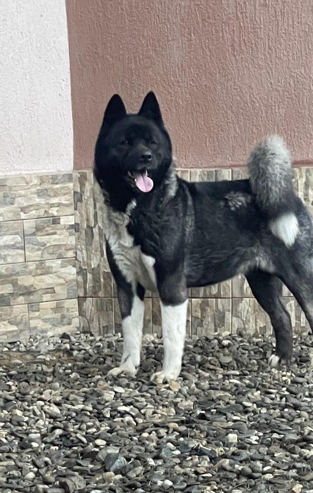 Femela Akita American cu pedigree, drept de monta campioana