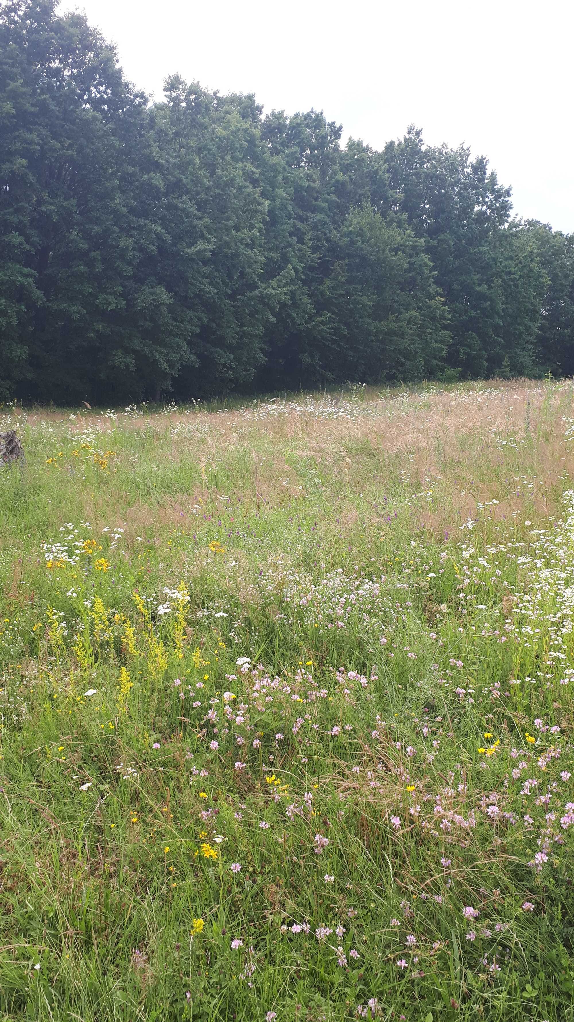 Vând teren intravilan cu pădure