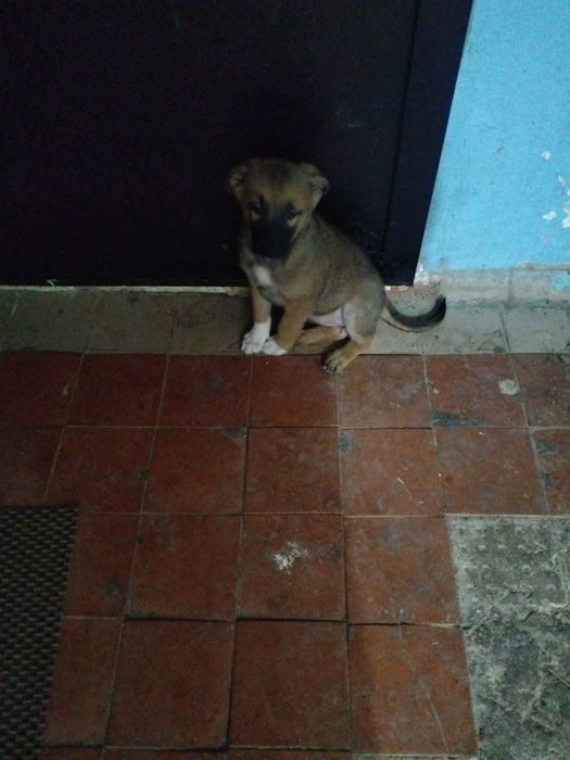 Отдам щенят в добрые руки