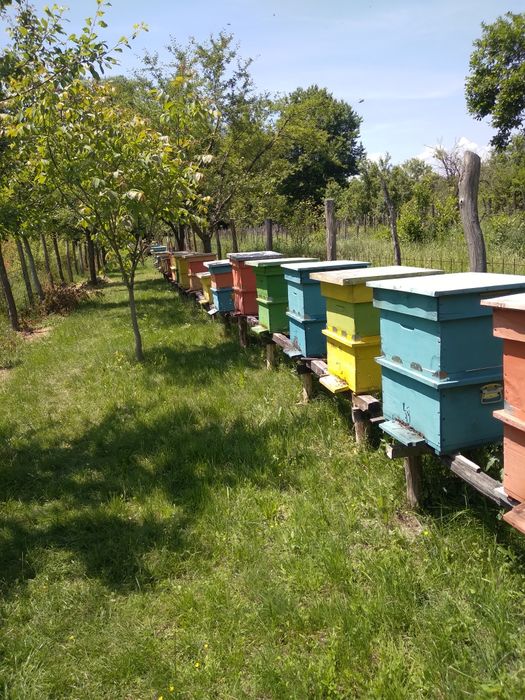 Familii de albine și roiuri