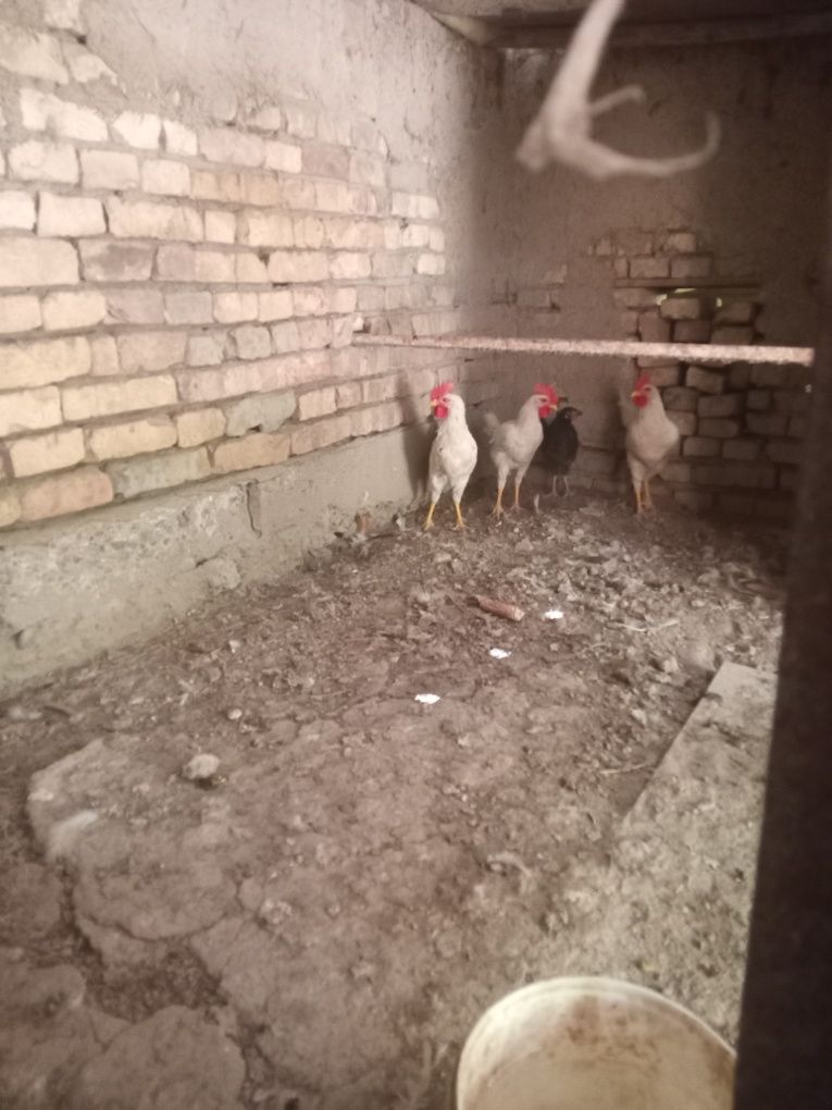 Xurozlar sotiladi 4 dona