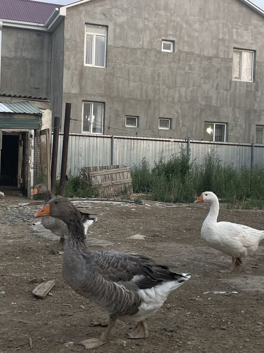 Гусь қаз сатамын