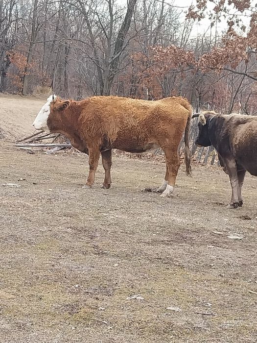 Vaca de vânzare pentru mai multe detali în privat