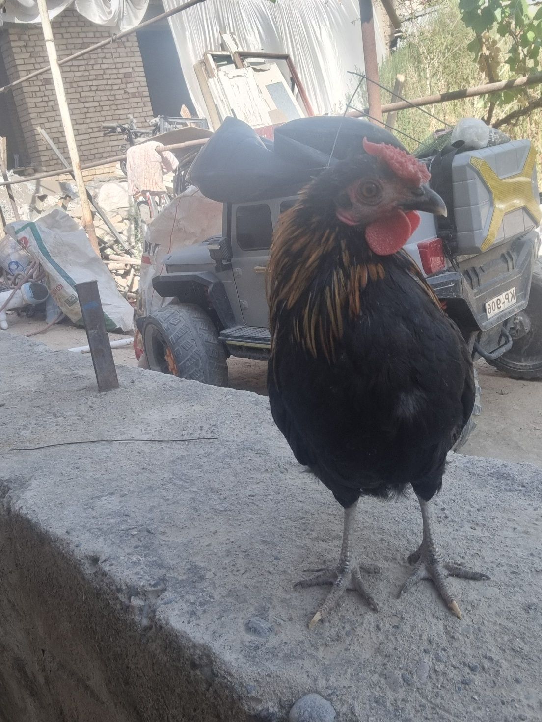 Yapon tovuq xoʻroz sotiladi