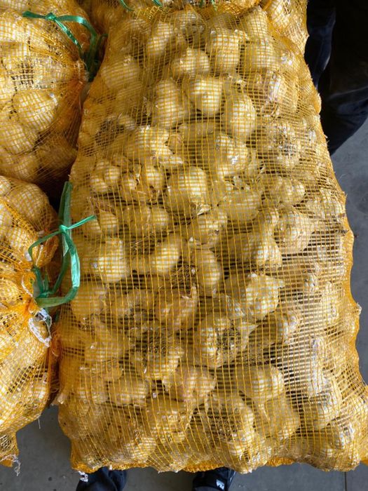 Usturoi pentru plantat si de comercealizat