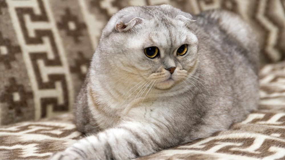 Продаю котят шотландской вислоухой породы.