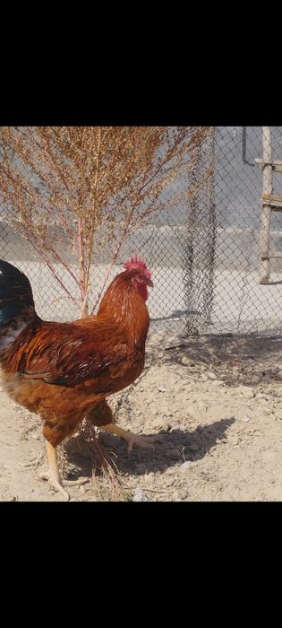 Xoroz va tovuqlar :srochniga 800 ga bervoraman