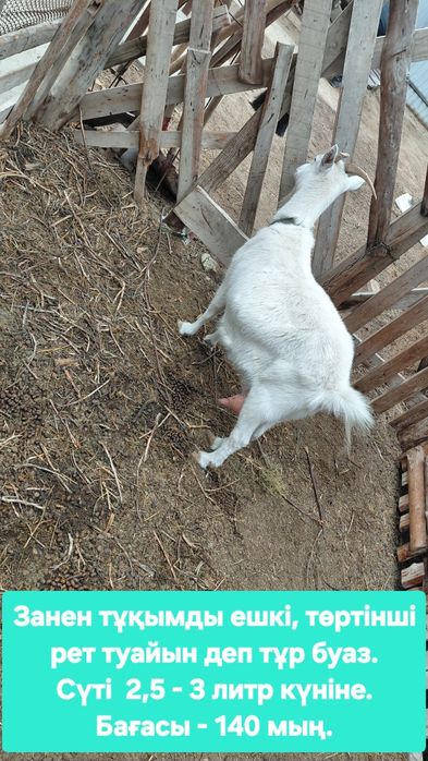 Сүтті ешкілер сатылады.