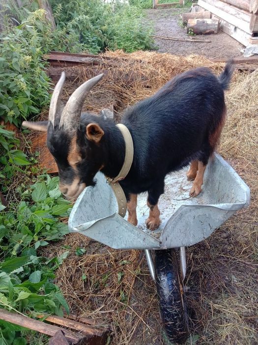 Продам Козлят ,молоденькие