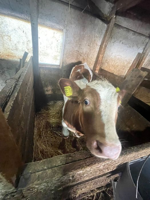 Vând vitei și vitele bălțată romaneasca