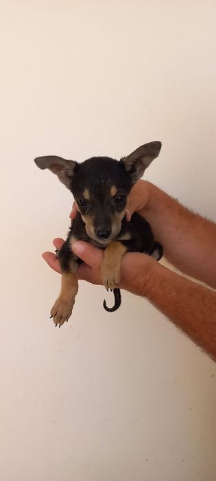 Продается комнатная собачка породы пражский крысарик