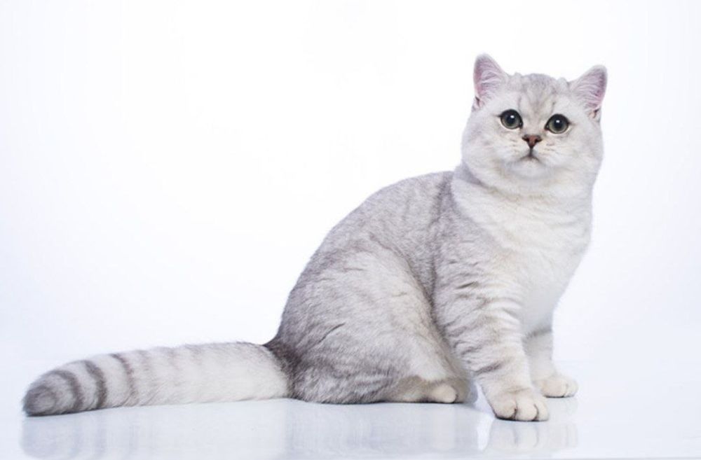 Кошка шиншилла продается девочка