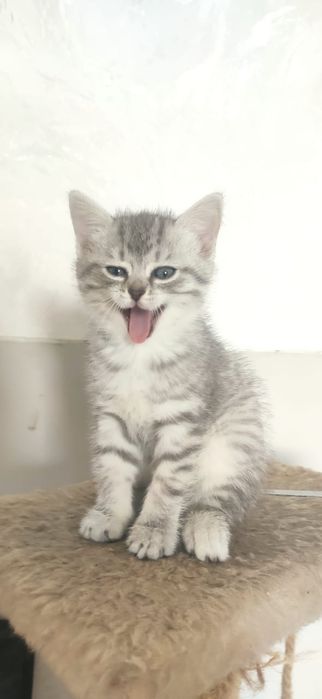 Отдам котят хорошую и добрую семью