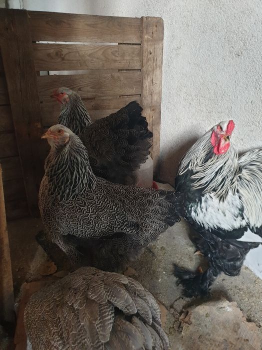 Vand cocos brahma herminat Inchis. Sau schimb pe gaini de aceiași rasa