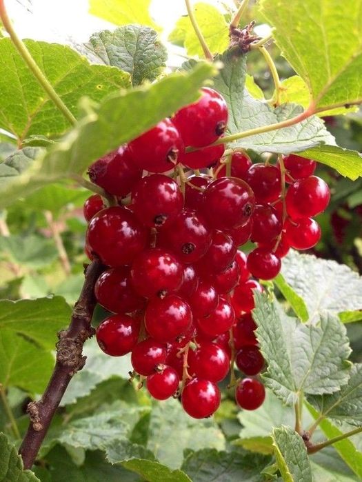 Arbuști Fructiferi (Coacăz Roșu)