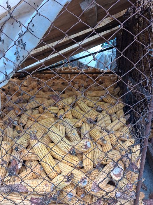 Vând porumb știuleți