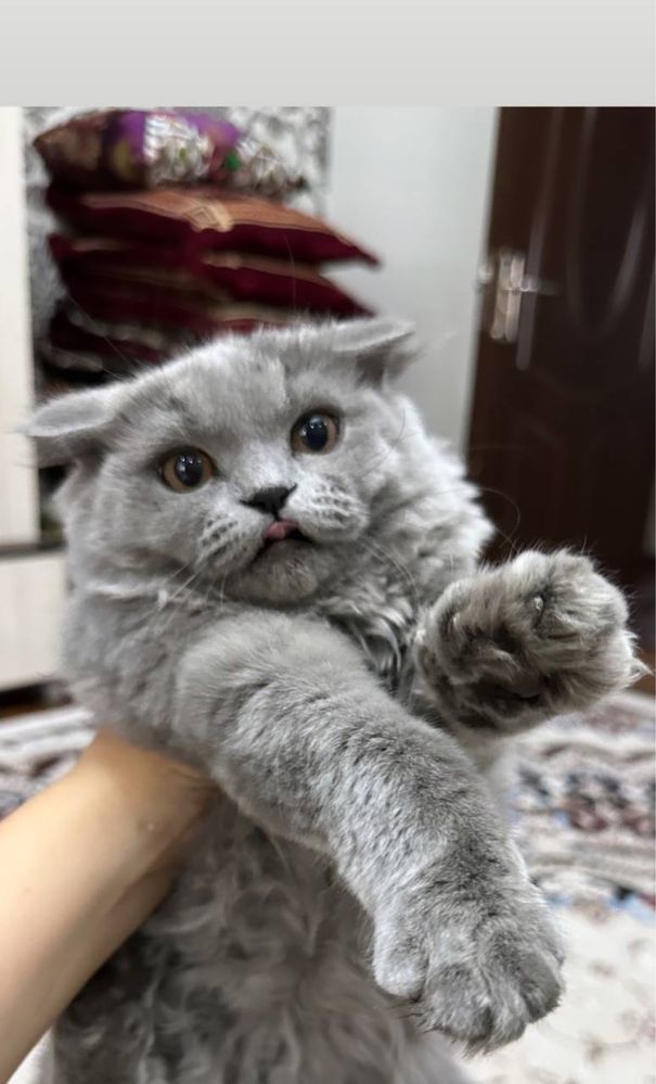 Срочно продаю котят