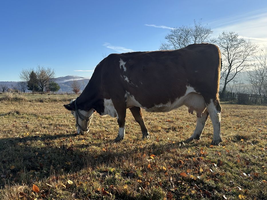 Vand vaca gestanta 9 luni