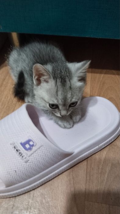 Кошки отдам в добрые руки