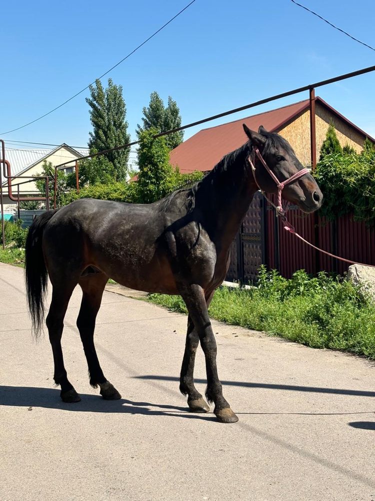 Айгыр сатылады айгыр сатылады