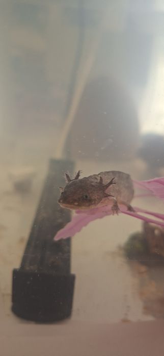 pui Axolotl doar in Focsani!