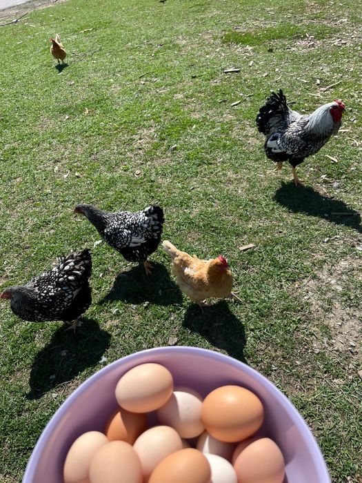 Ouă BiO, Găini, Rață, Gâscă