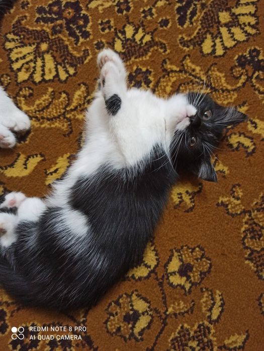Отдам котят в хорошие руки.
