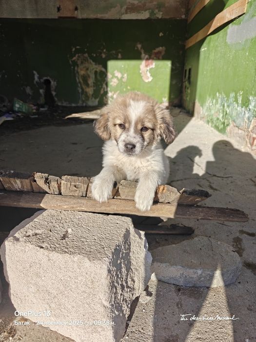 Кученце - Подарява се