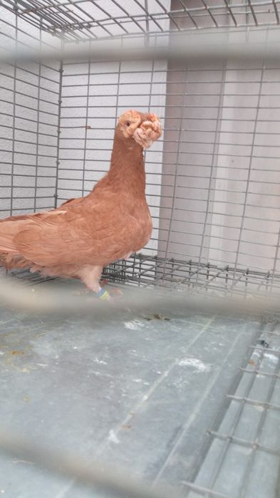 Mascul Galben Carunculat