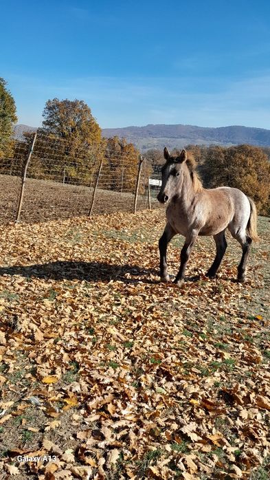 Vând mânz de 6 luni