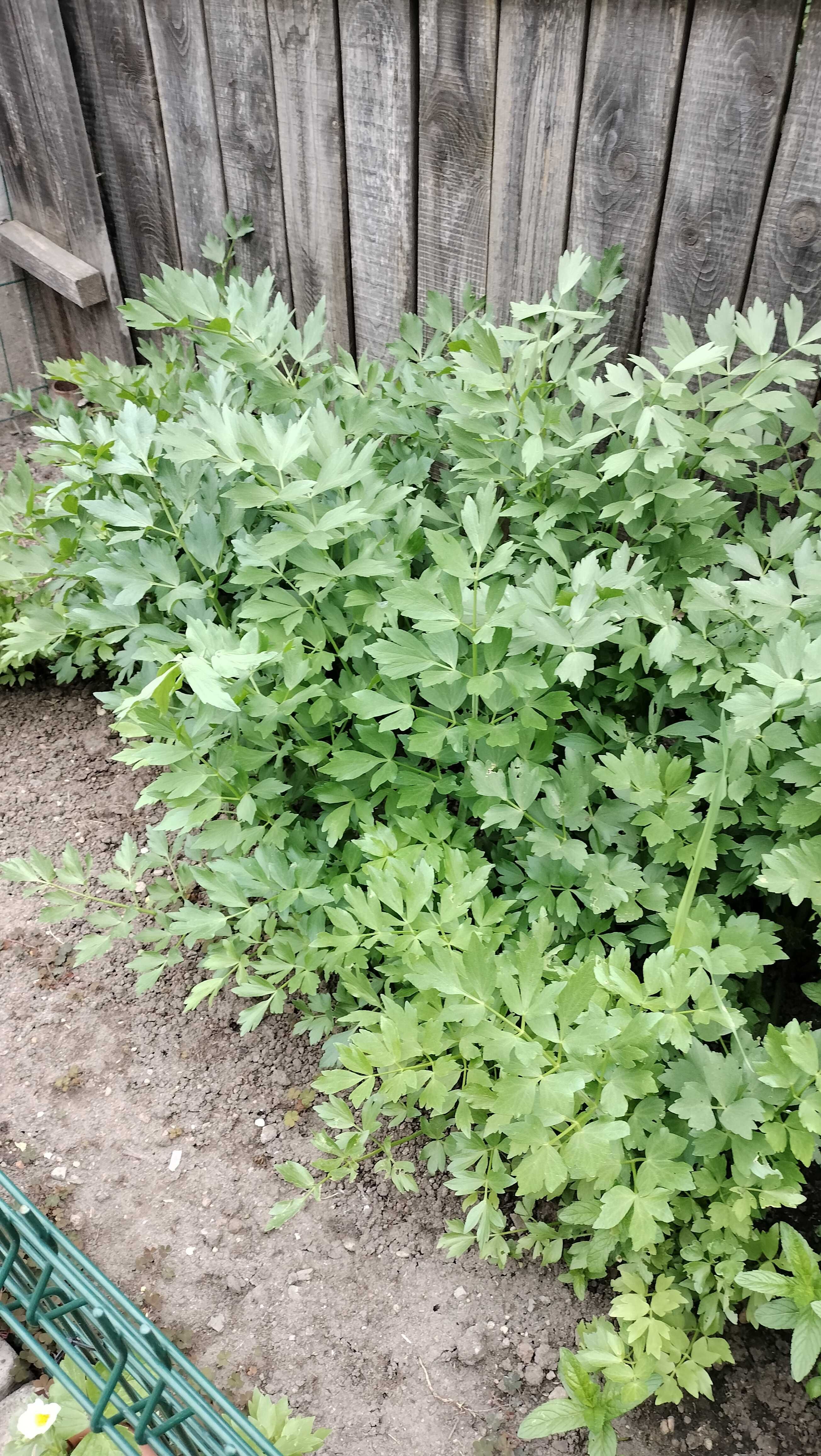 Vând mentă verde, mușețel verde, leuștean verde.