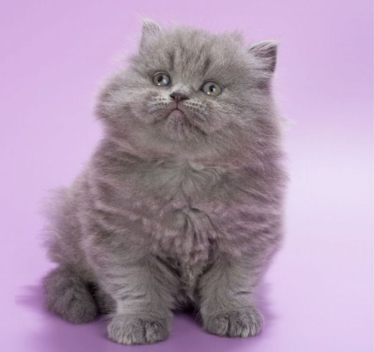 Котята британцы длинношерстные