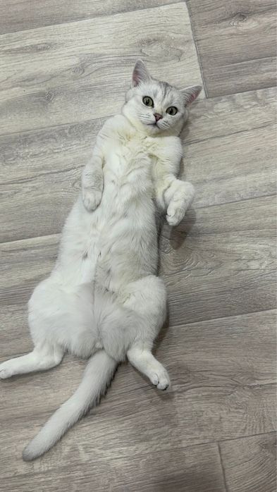 Отдам кошку бесплатно