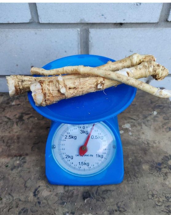 Корень хрена дачный