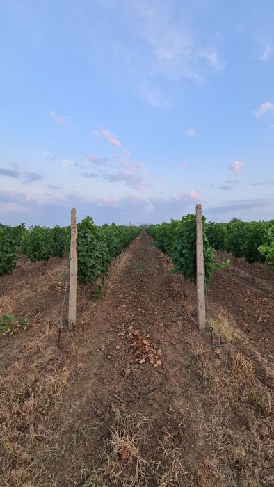 Vand vie in zona Carliglele/ Dalhauti