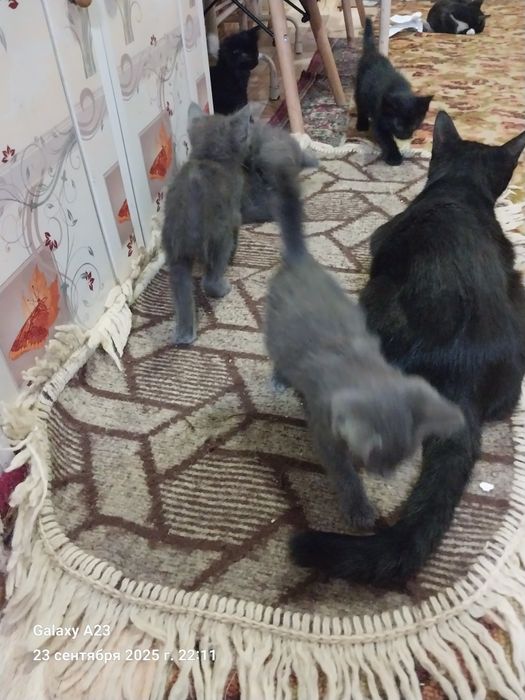 Котята домашние в добрые руки бесплатно