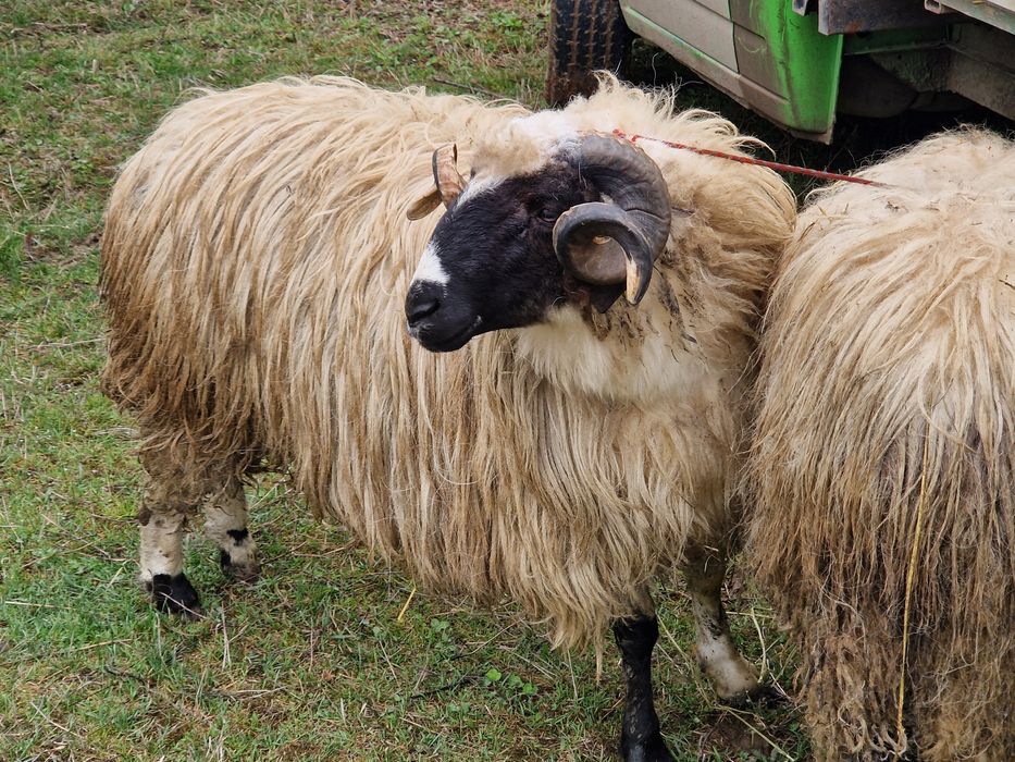 Berbeci Miori Breji de Hațeg